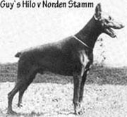 Guy's Hilo v. Norden Stamm